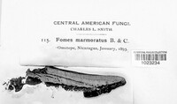 Image of Fomes fasciatus